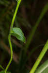 Pale spike lobelia